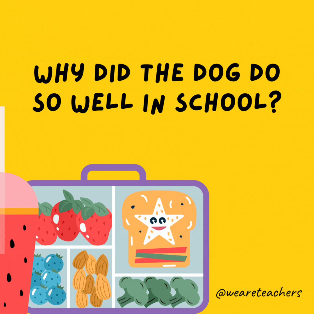 Why did the dog do so well in school?- lunch box jokes