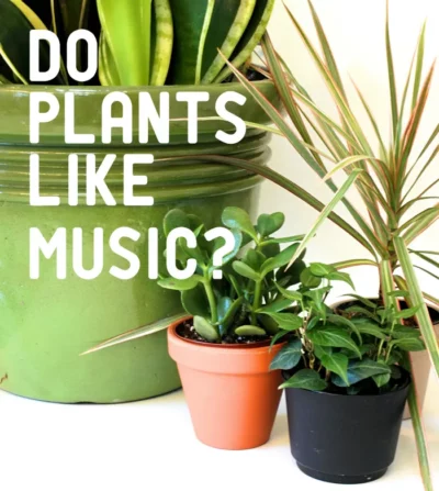 Does playing music for plants affect their growth?
