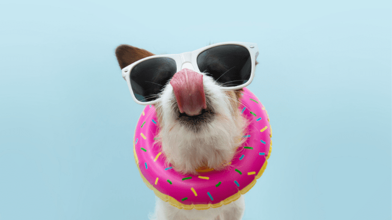 Dog in sunglasses wearing pool floatie