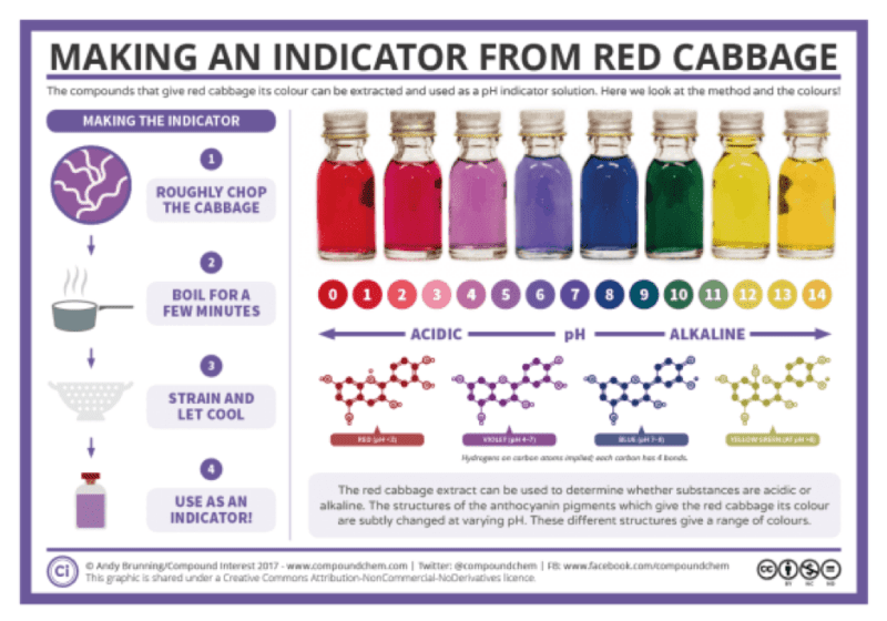 Making a PH indicator from cabbage for 6th grade scientists.