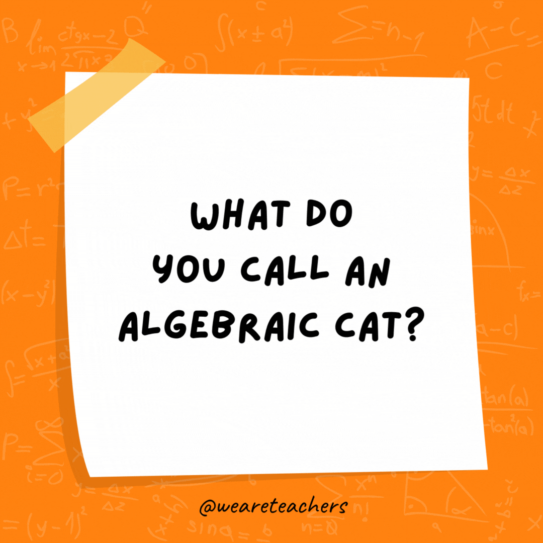 What do you call an algebraic cat?

A quadra-cat.
