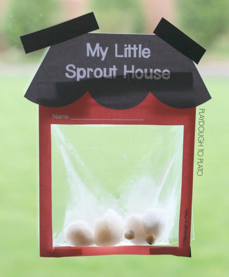 A construction paper house with a plastic bag with seed inside taped to a window