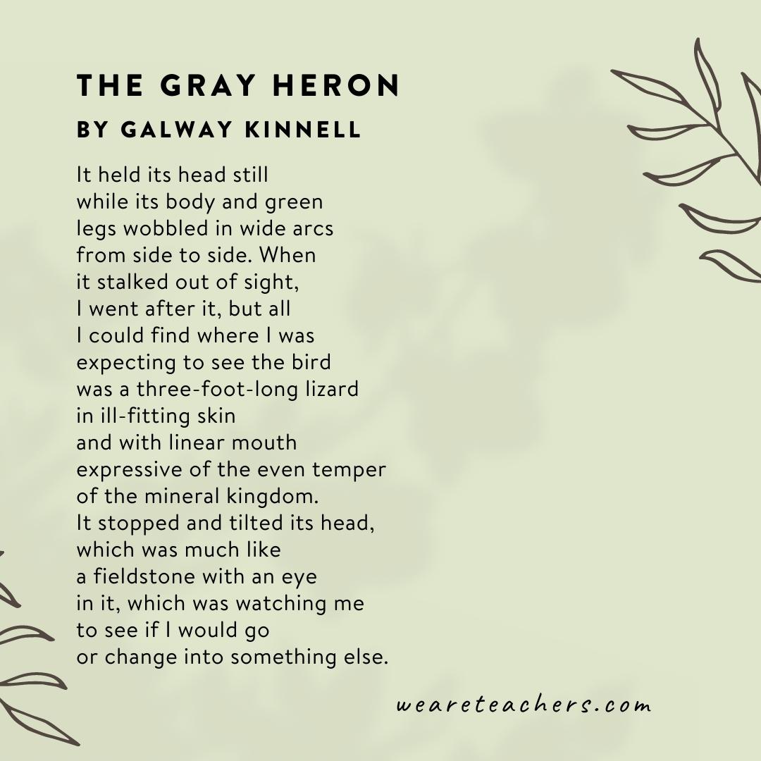 The Gray Heron by Galway Kinnell.