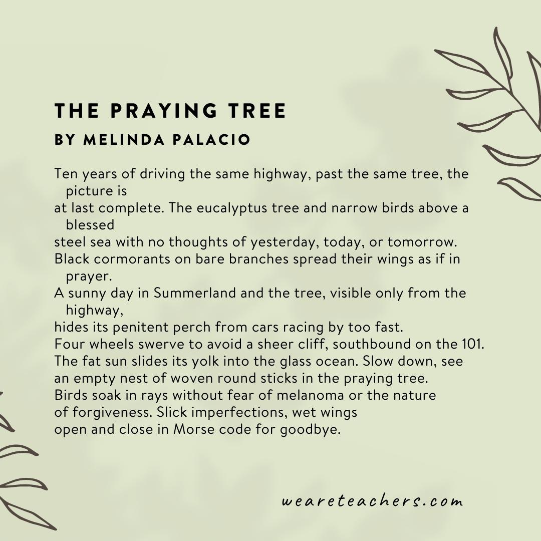 The Praying Tree by Melinda Palacio.