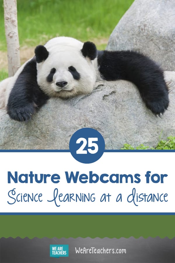 The Best Nature Webcams for Science Learning at a Distance