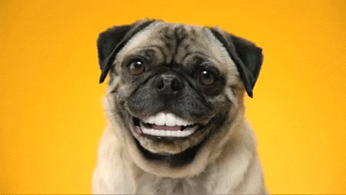 Nonverbal phrase- pug with large smile
