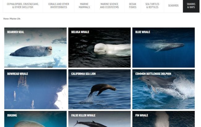 تُظهر لقطة شاشة لقاموس البحر عبر الإنترنت 9 صور لمخلوقات بحرية مختلفة كُتب عليها جميعًا بأسمائها مثل حوت بيلوجا وأسد بحر كاليفورنيا وما إلى ذلك. 