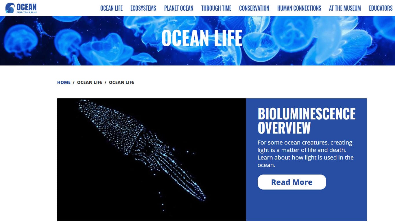 A screenshot of a website on ocean life is shown (ocean activities)
