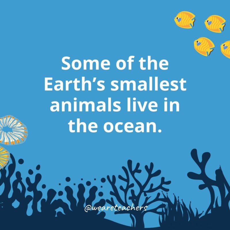 Some of the Earth’s smallest animals live in the ocean.