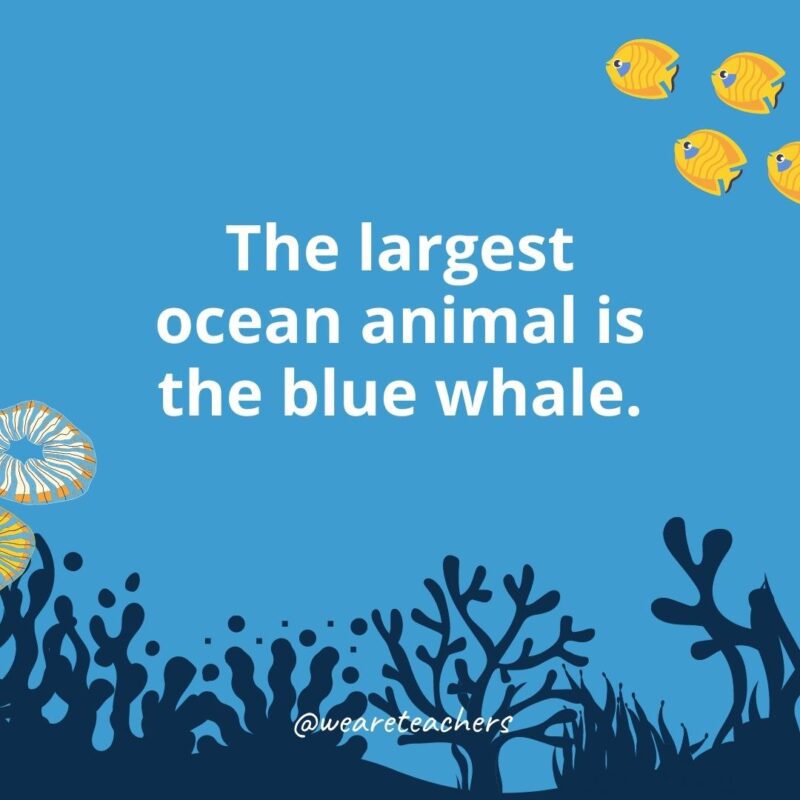 Ocean facts for kids: the largest ocean animal is the blue whale.