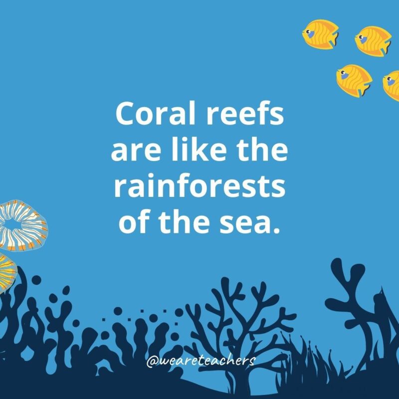 Coral reefs are like the rainforests of the sea.