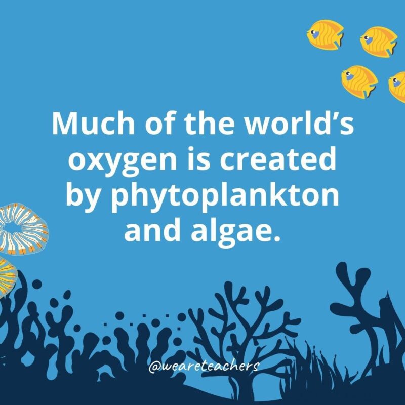 Much of the world’s oxygen is created by phytoplankton and algae.
