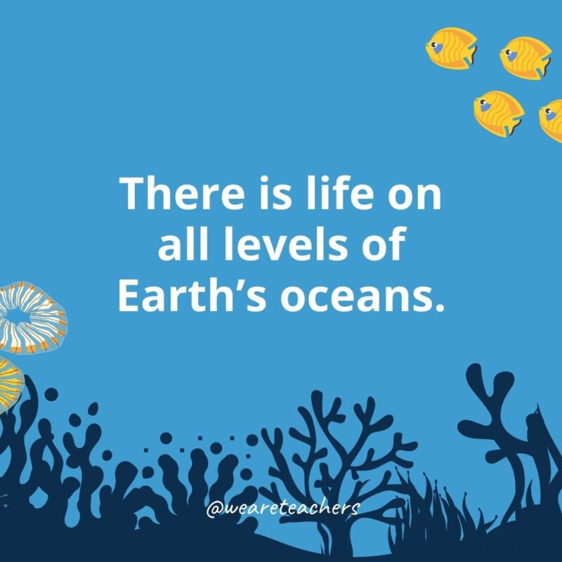 Ocean facts for kids: there is life on all levels of Earth’s oceans.