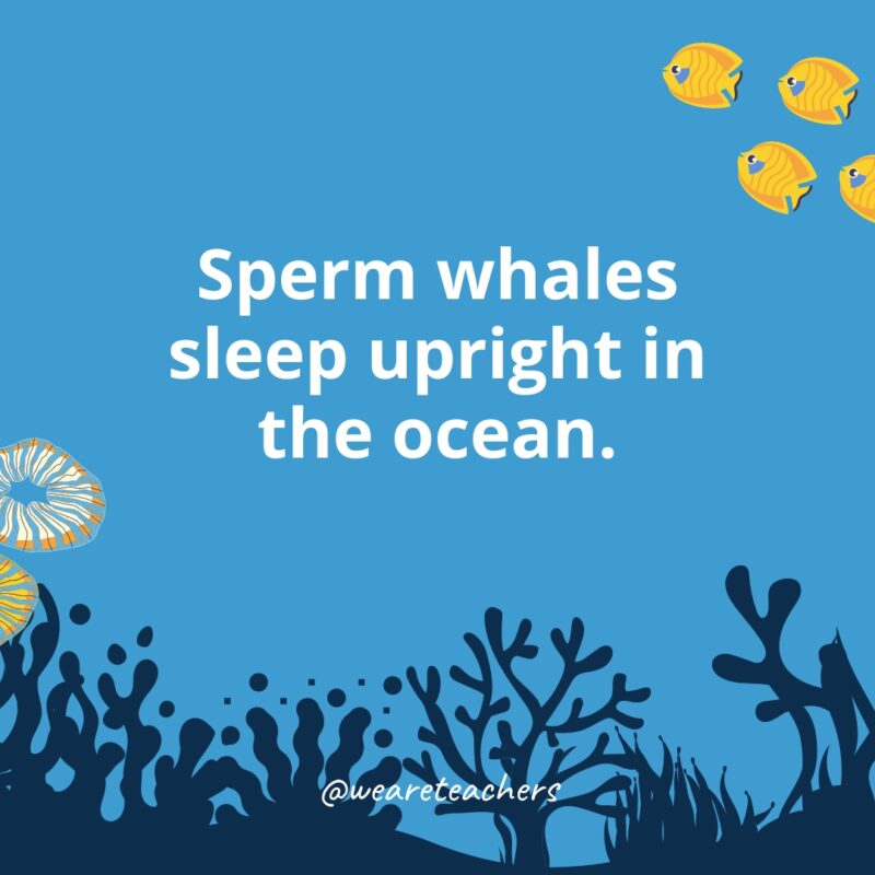 Sperm whales sleep upright in the ocean.