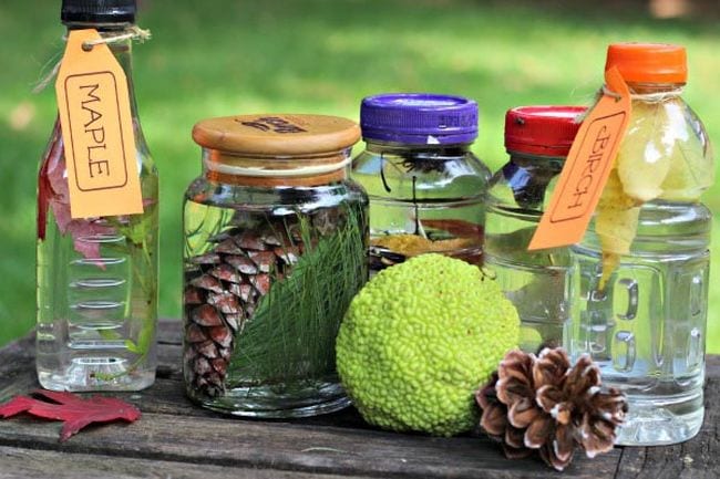 Science activities often use found objects in nature like these Jars and bottles containing leaves and pinecones with labels identifying types of trees