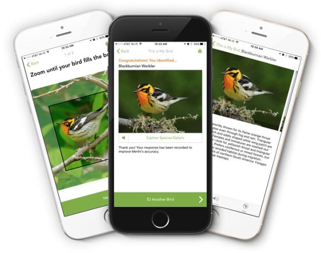 Smartphones showing the Merlin Bird ID app (Outdoor Science)
