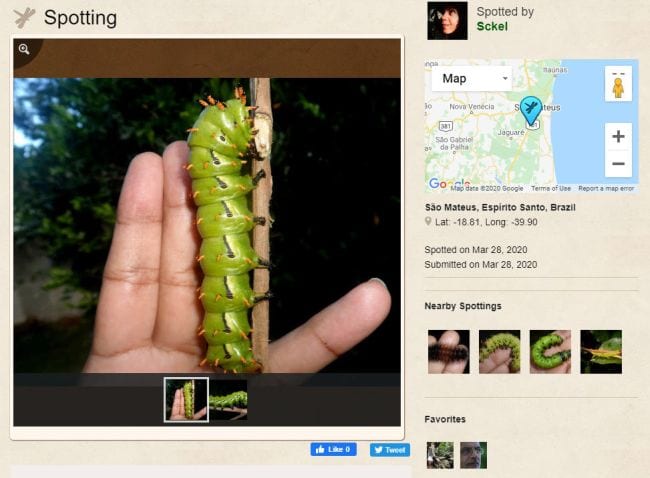 Screen shot of Project Noah site showing a spotting of a Hickory Horned Devil caterpillar