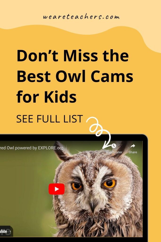 Don't Miss the Best Owl Cams for Kids