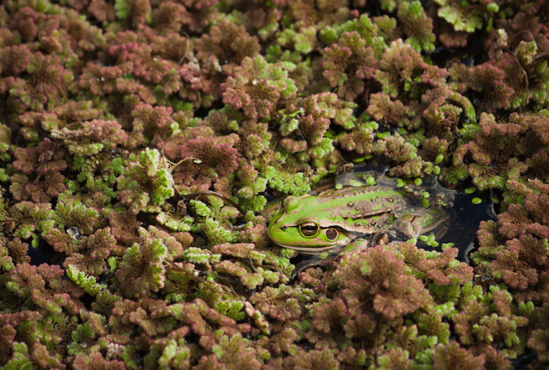 Frog in Camouflage - Earth Day Activities