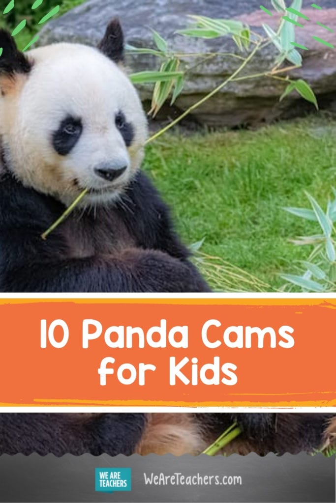 Tune in To Our Favorite Panda Cams for Kids
