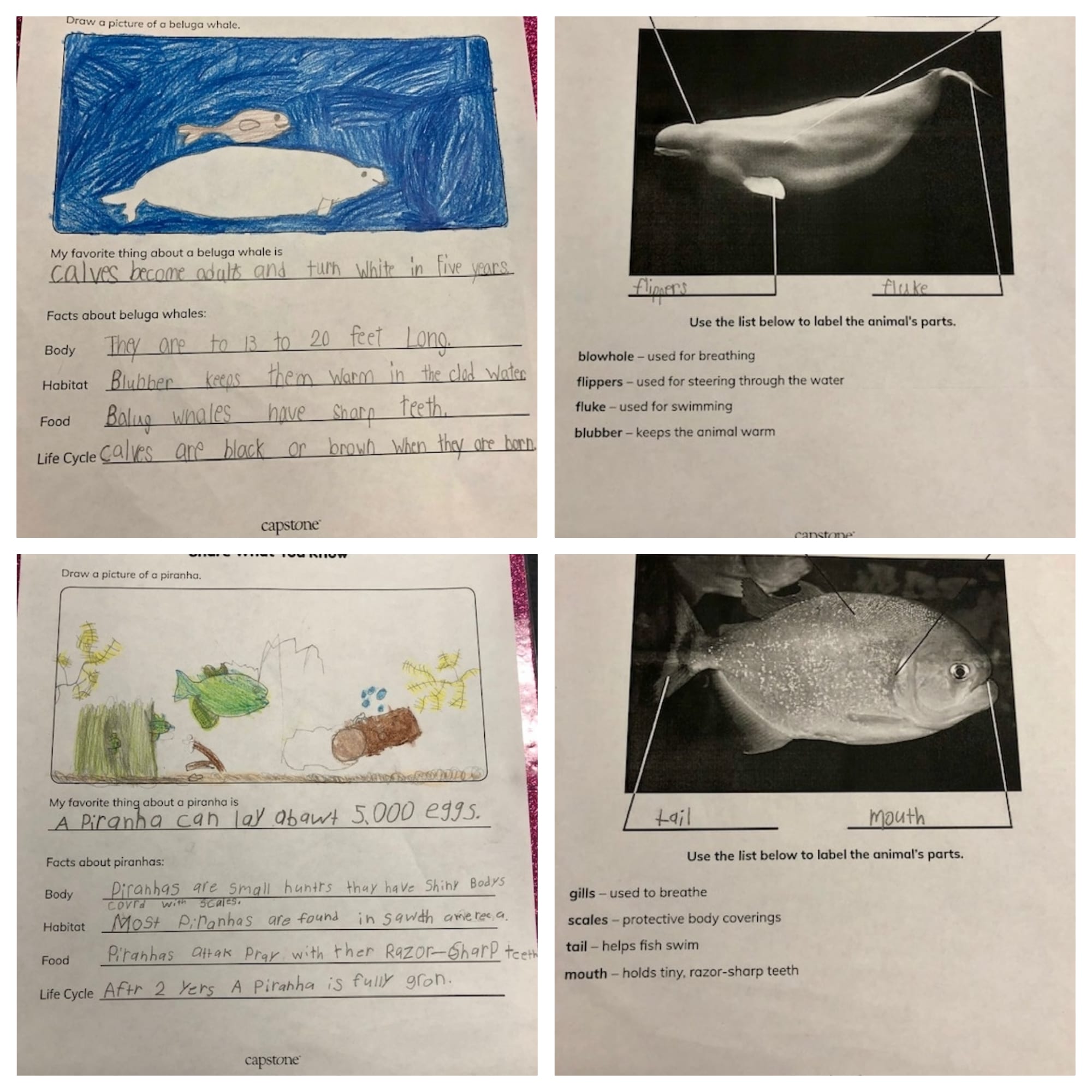 These are work samples from two students using PebbleGo and the correlating activity sheets.