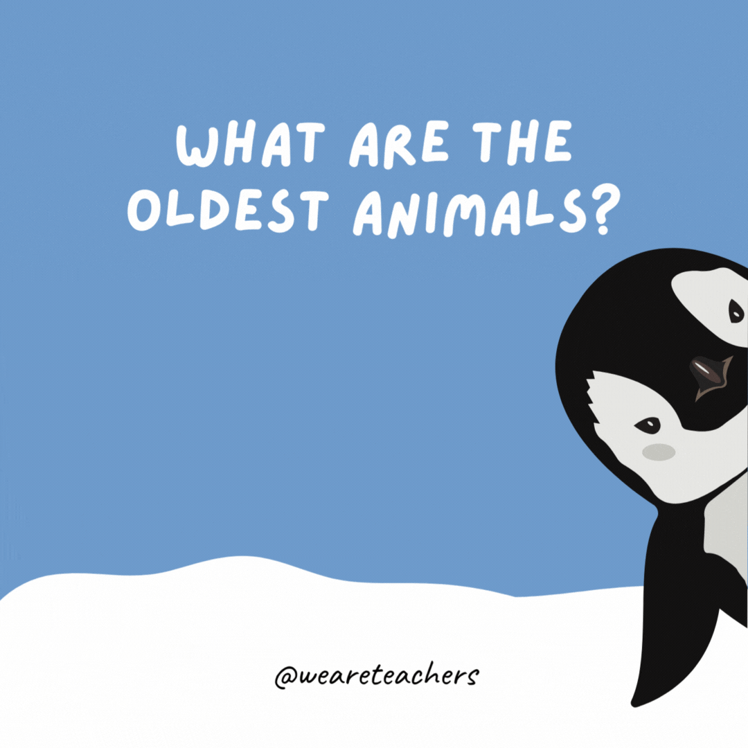 What are the oldest animals?

Zebras and penguins because they’re in black and white.