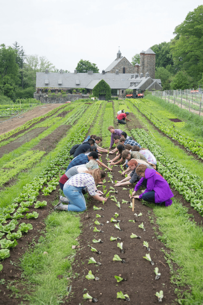 People working in field at Stone Barns – Professional Development for Teachers