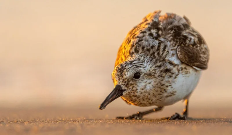 A photograph shows a closeup of a small bird.