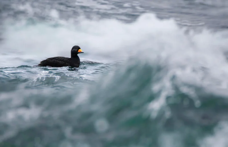 A photograph of a black swan on stormy water is shown.