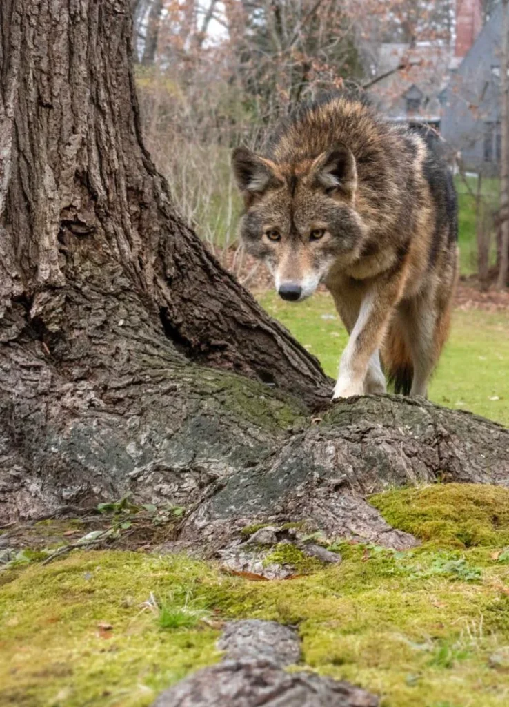 A photograph shows a wolf approaching.