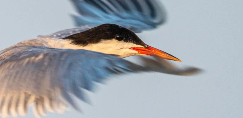 A photograph shows a closeup of a bird with it's wings spread.