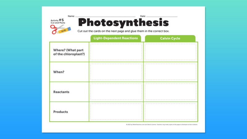 photosynthesis worksheets cut and paste activity