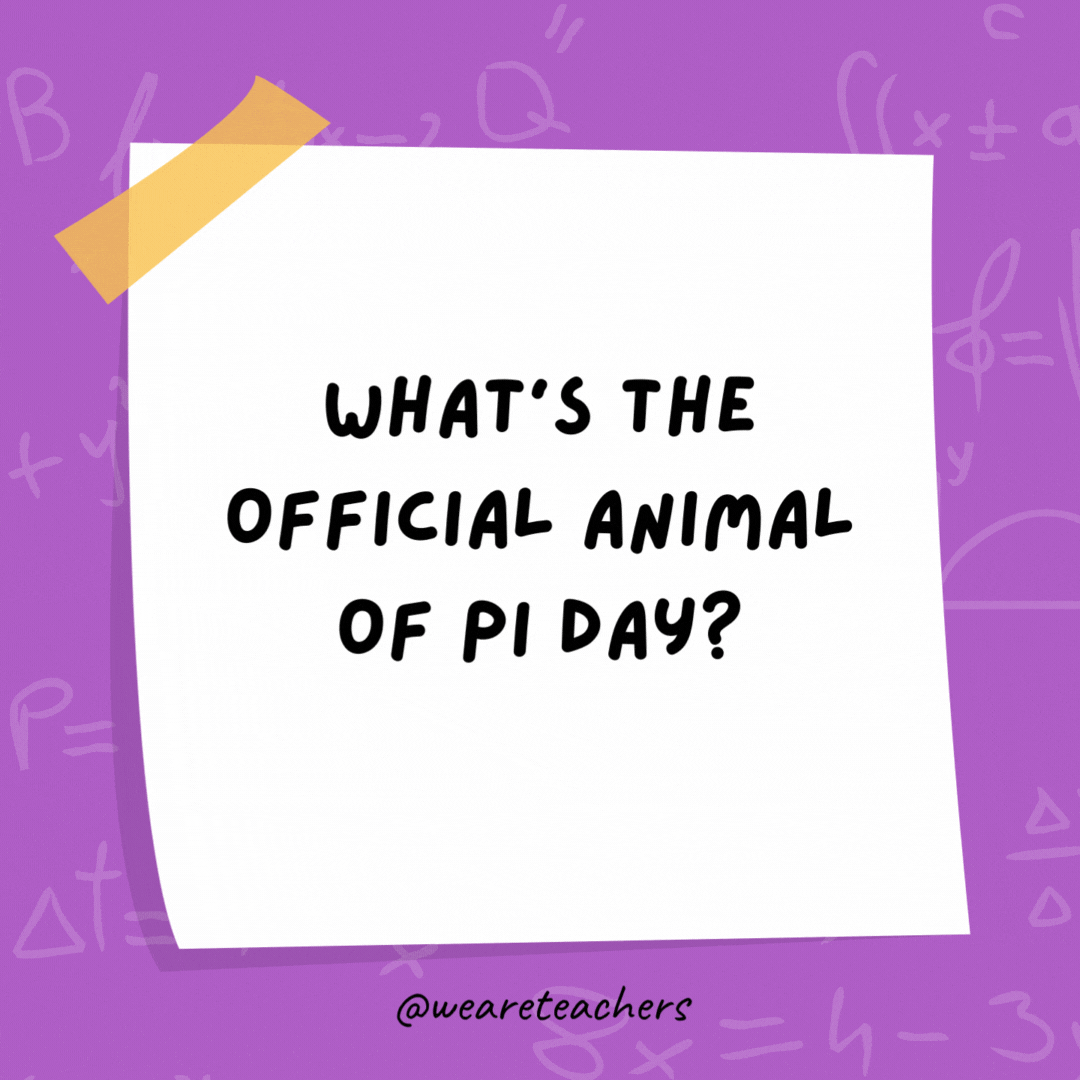 What’s the official animal of Pi Day?

The pi-thon!