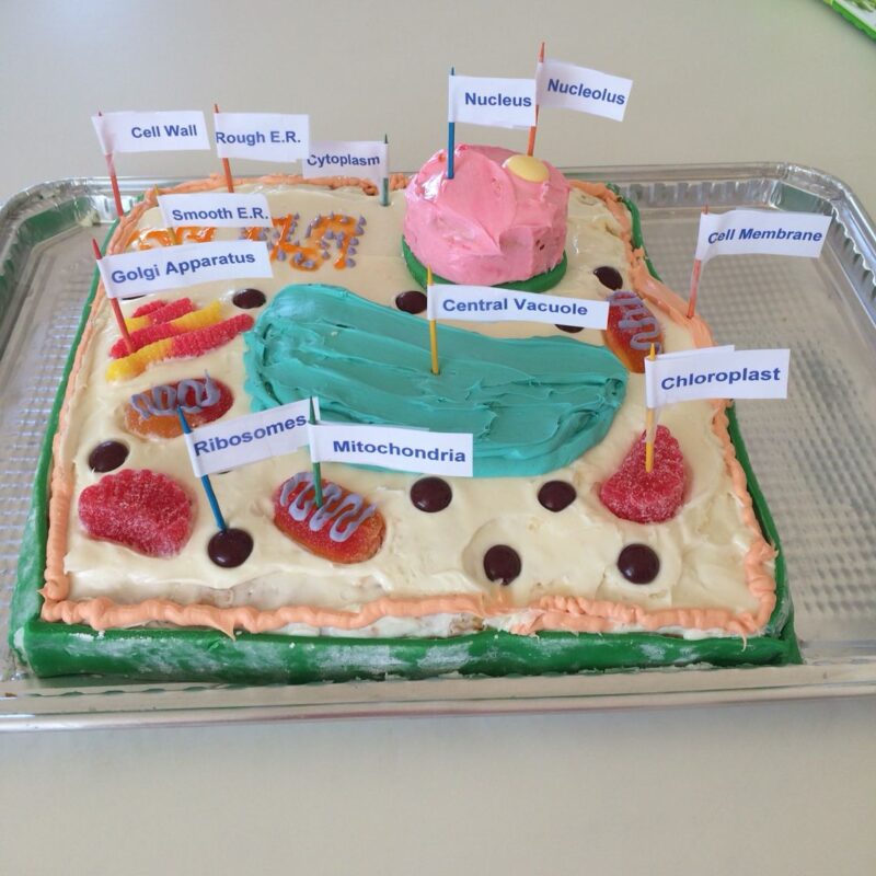 A cake is decorated to look like a plant cell. Little flags label everything in this plant cell project.