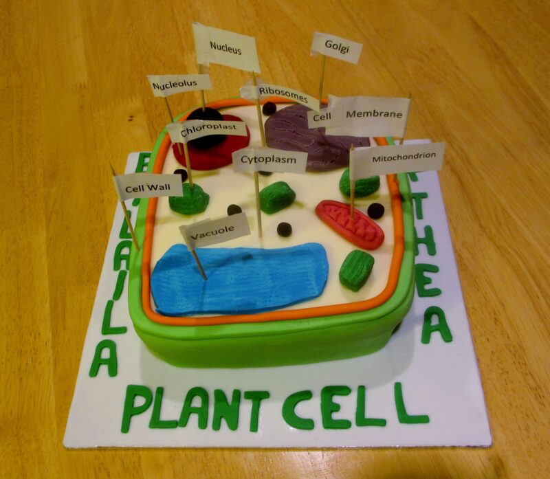 A white rectangle says Plant Cell on it in clay letters. A 3D clay model is on top of the white backdrop and each part of the cell is made from clay and has a toothpick with a label coming out of it.