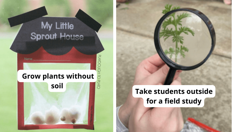 27 Plant Life Cycle Activities: Free and Creative Teaching Ideas