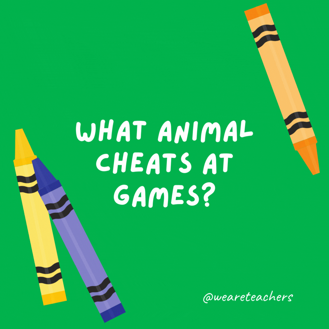 What animal cheats at games?