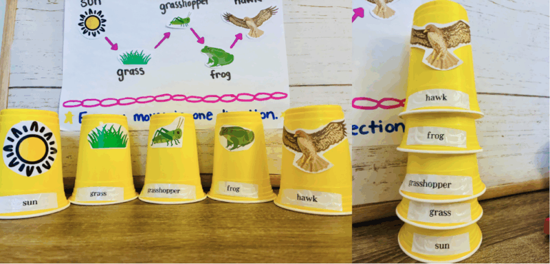 an image of yellow cups with different producers and consumers in a food chain