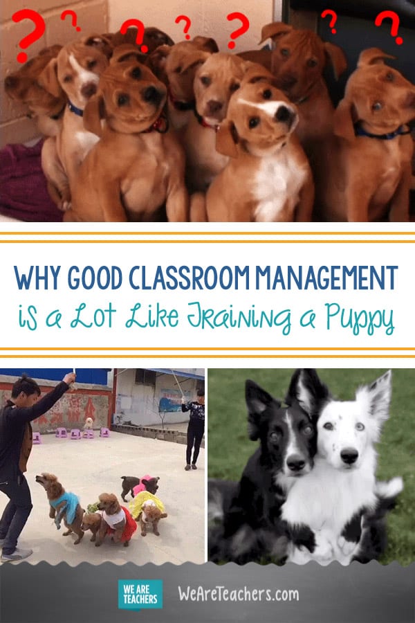 Why Good Classroom Management is a Lot Like Training a Puppy