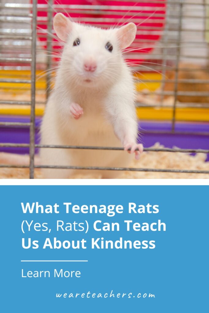 Teenage rats are surprising scientists with ... their kindness? What this study can tell us about our own teenage students.