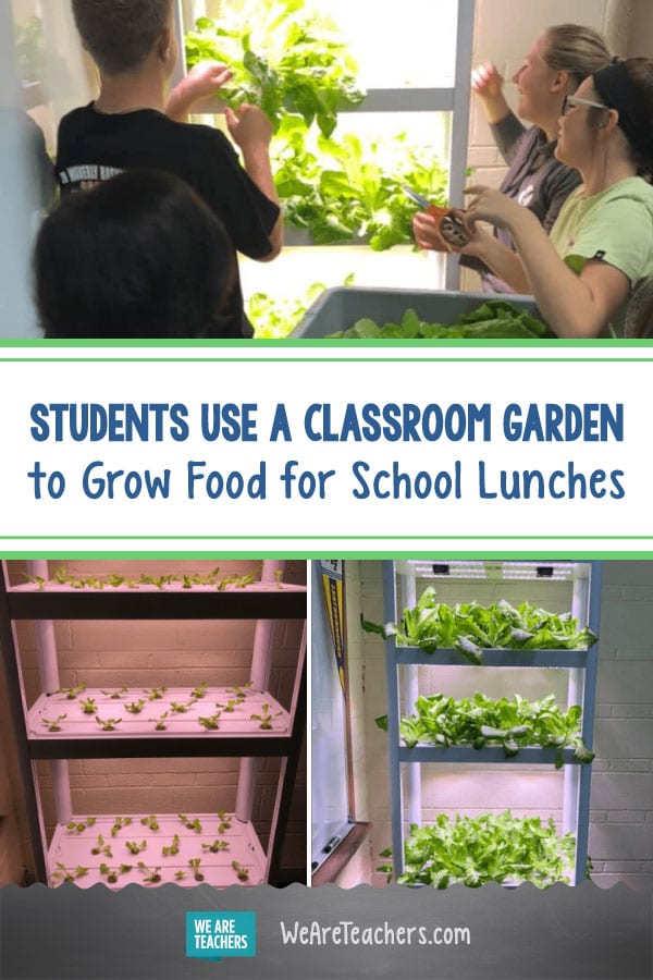 How My Students Use a Classroom Garden to Grow Food for School Lunches