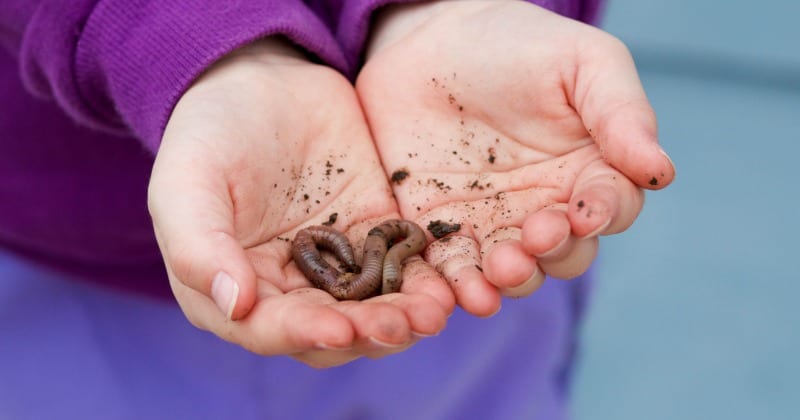 a child's hands holding an earthworm
