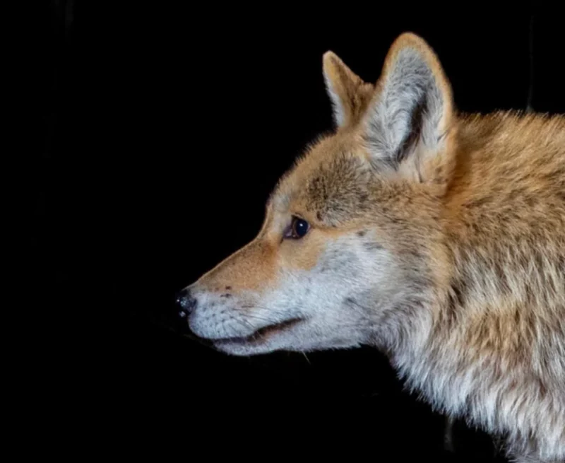 A photograph shows a wolf's side profile against a black background.