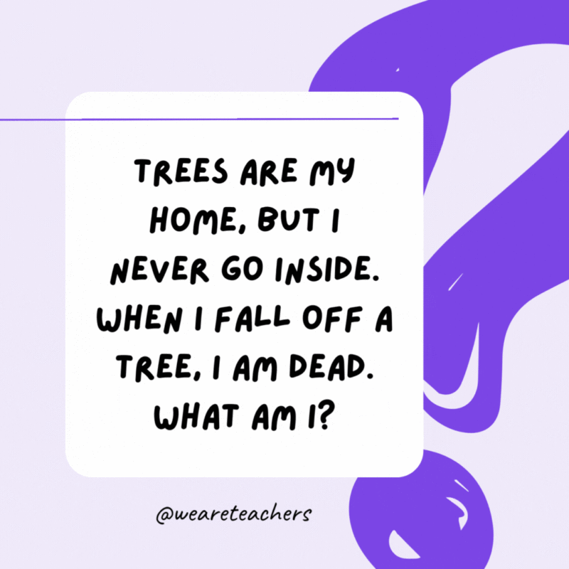 Trees are my home, but I never go inside. When I fall off a tree, I am dead. What am I? A leaf. Trees are my home, but I never go inside. When I fall off a tree, I am dead. What am I? A leaf.