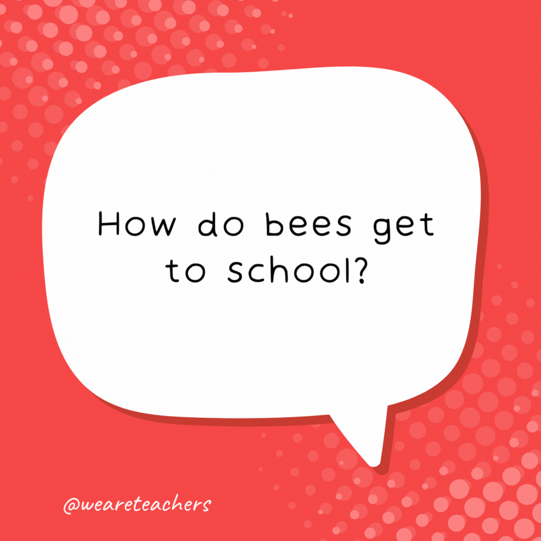 How do bees get to school? On the school buzz.- school jokes for kids