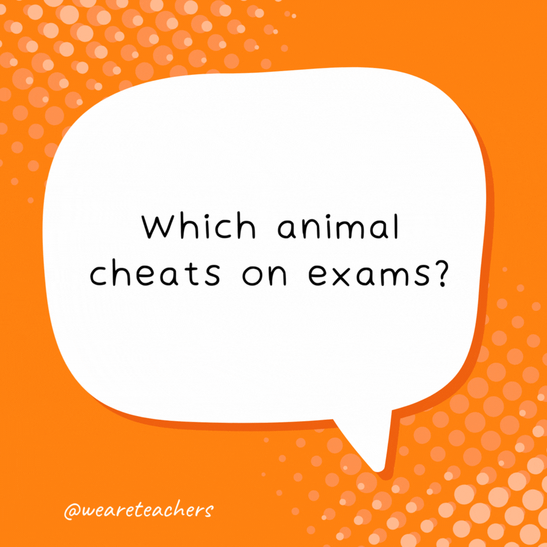 Which animal cheats on exams? A CHEATah.