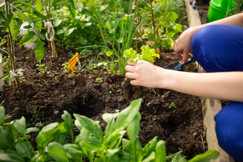 School garden