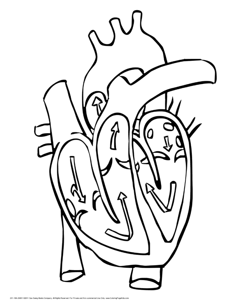 Heart anatomy coloring sheet