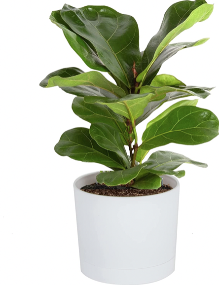 Fiddle fig plant in white pot