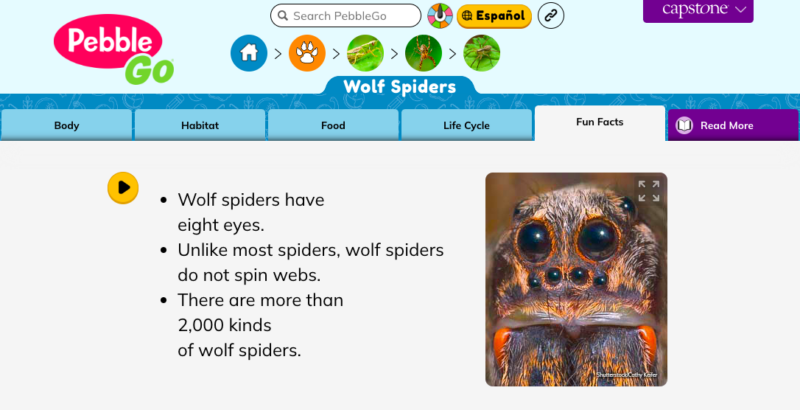 Pebble Go Animals Fun Facts page about wolf spiders as an example of nonfiction text features